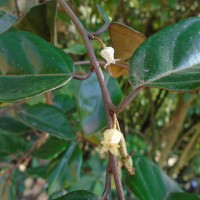 Elaeagnus latifolia L.